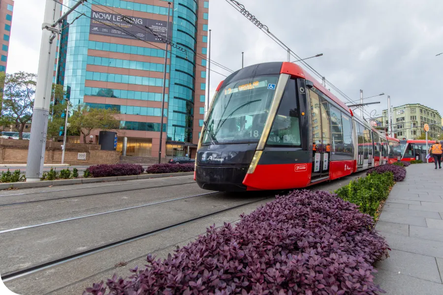 Red and black tram on city tracks near a modern building, with purple-leafed plants lining the sidewalk. Overcast sky in the background.
