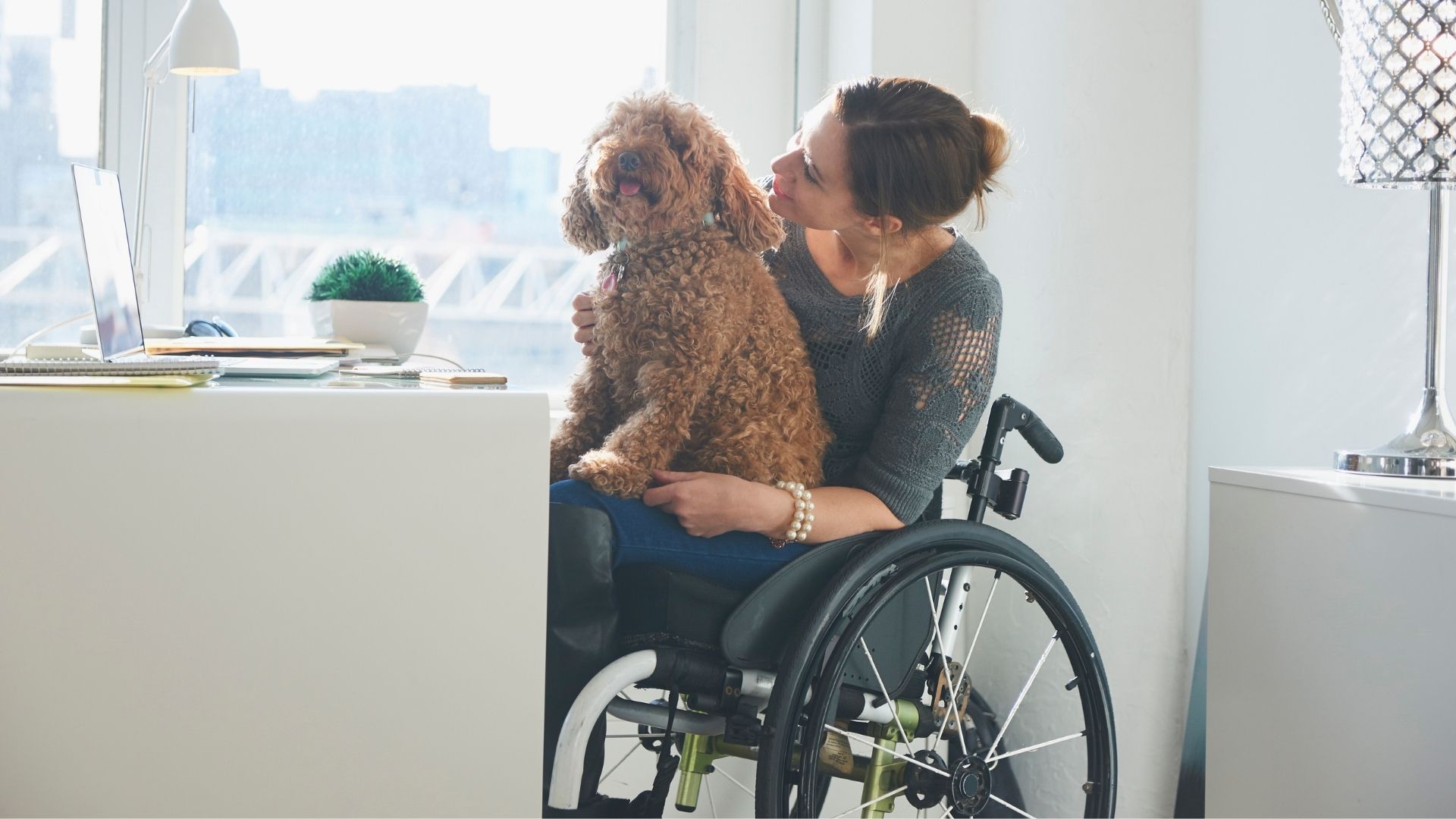 woman at work in wheelchair with curly haired dog on her lap and open laptop
