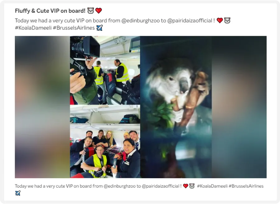 Collage of a koala on a plane, passengers taking photos, and flight crew posing with a koala toy.