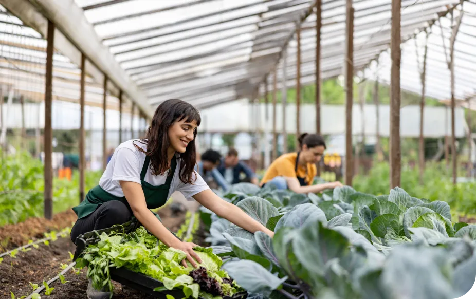 Woman tending to leafy greens in a greenhouse, wearing a green apron. Other people are working in the background.