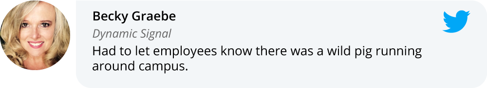 Becky Graebe on Twitter: Had to let employees know there was a wild pig running around campus.