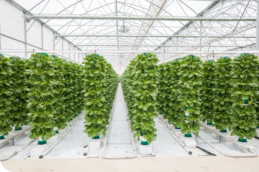 Rows of vertical hydroponic systems with lush green plants in a spacious greenhouse.