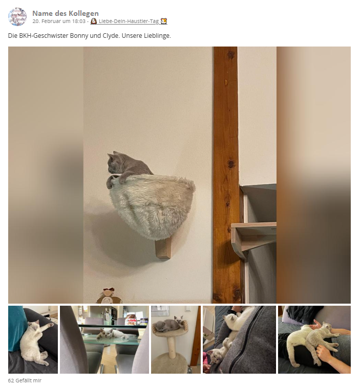 A collage of cats lounging on various furniture pieces in a home setting.