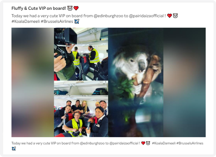 Collage of a koala on a plane, passengers taking photos, and flight crew posing with a koala toy.