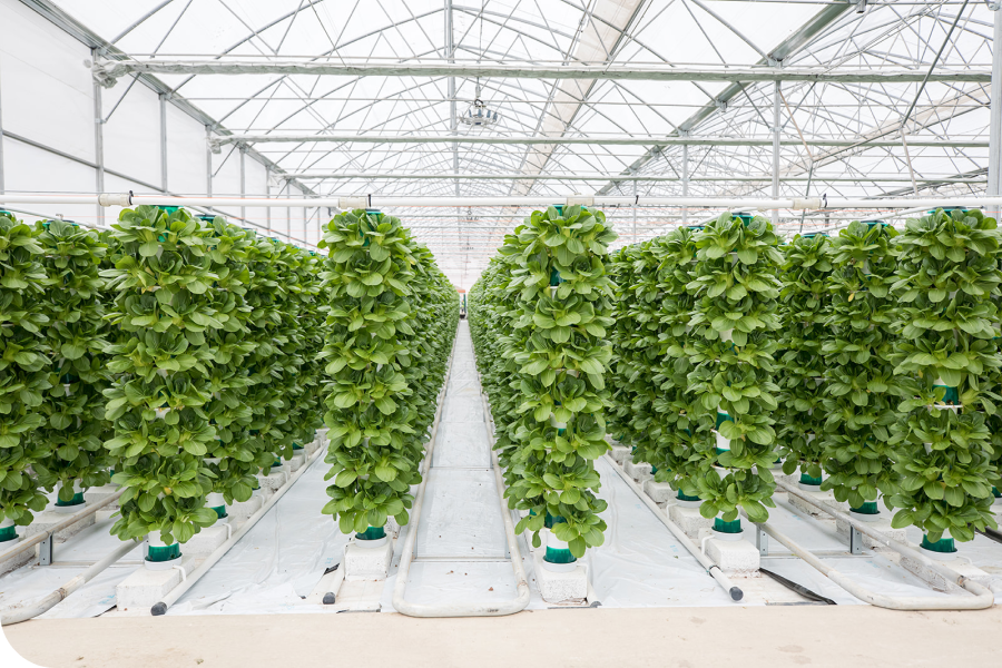 Rows of vertical hydroponic systems with lush green plants in a spacious greenhouse.